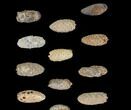 Lot: Fossil Seed Cones (Or Aggregate Fruits) - Pieces #148861-1